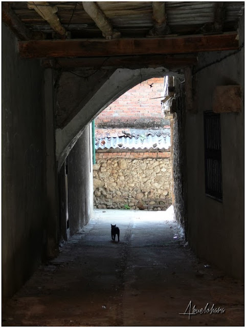 El pajaro y el gato. Abuelohara