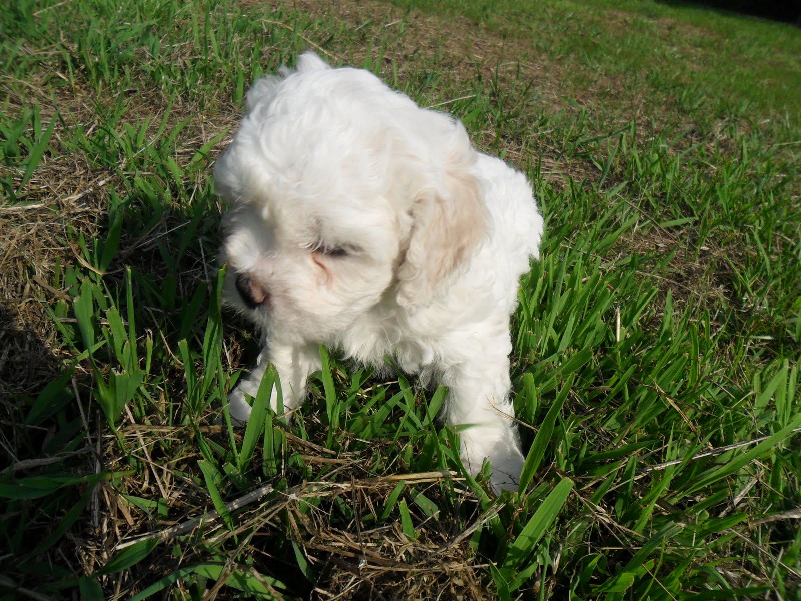 Cute Puppies for sale )