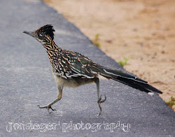 roadrunner greater birds western illinois known doing crystal july northern behind eye