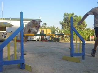 Australian Shepherd in Agility