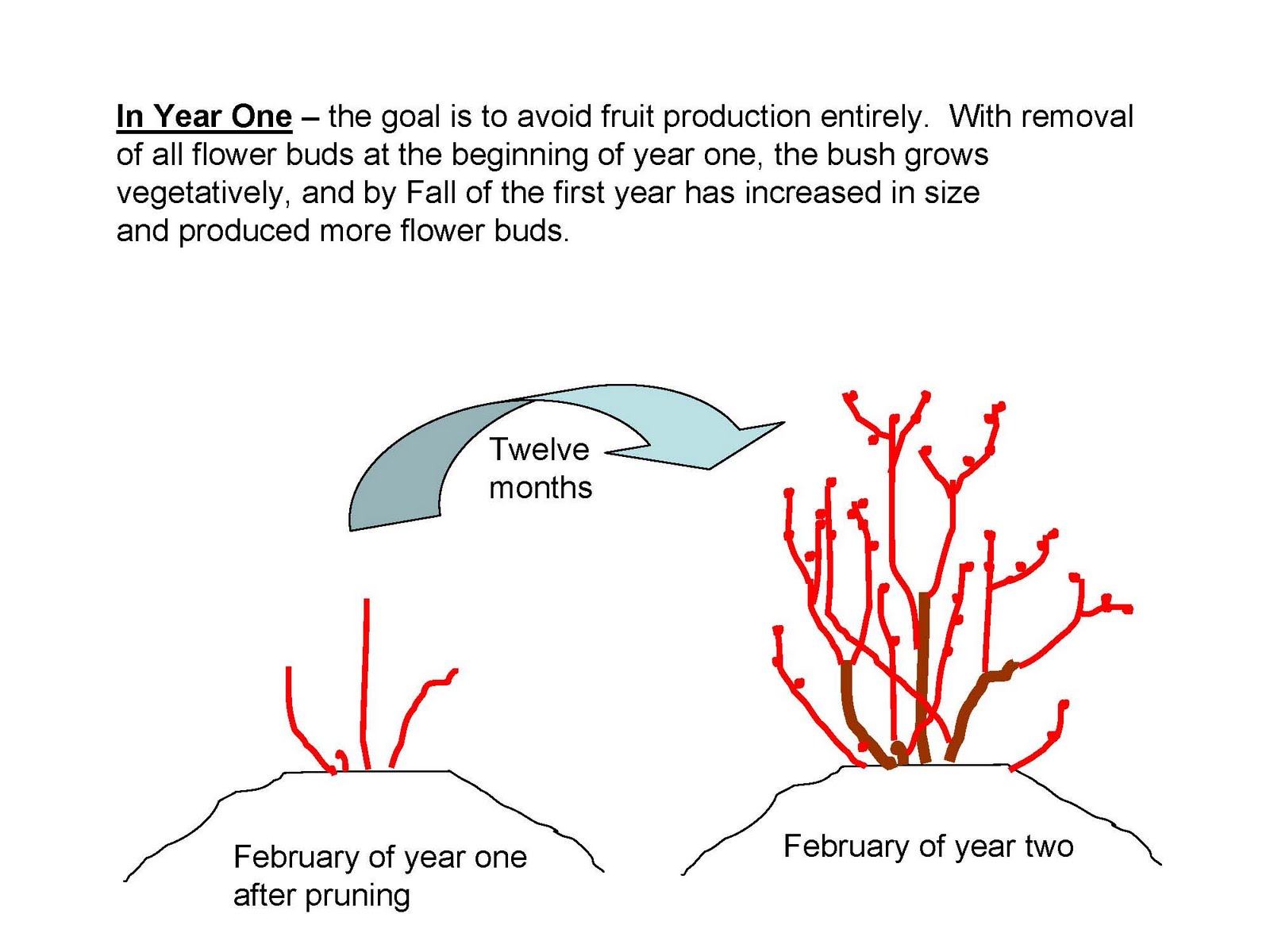 The NC Blueberry Journal: Pruning Young Blueberry Plants