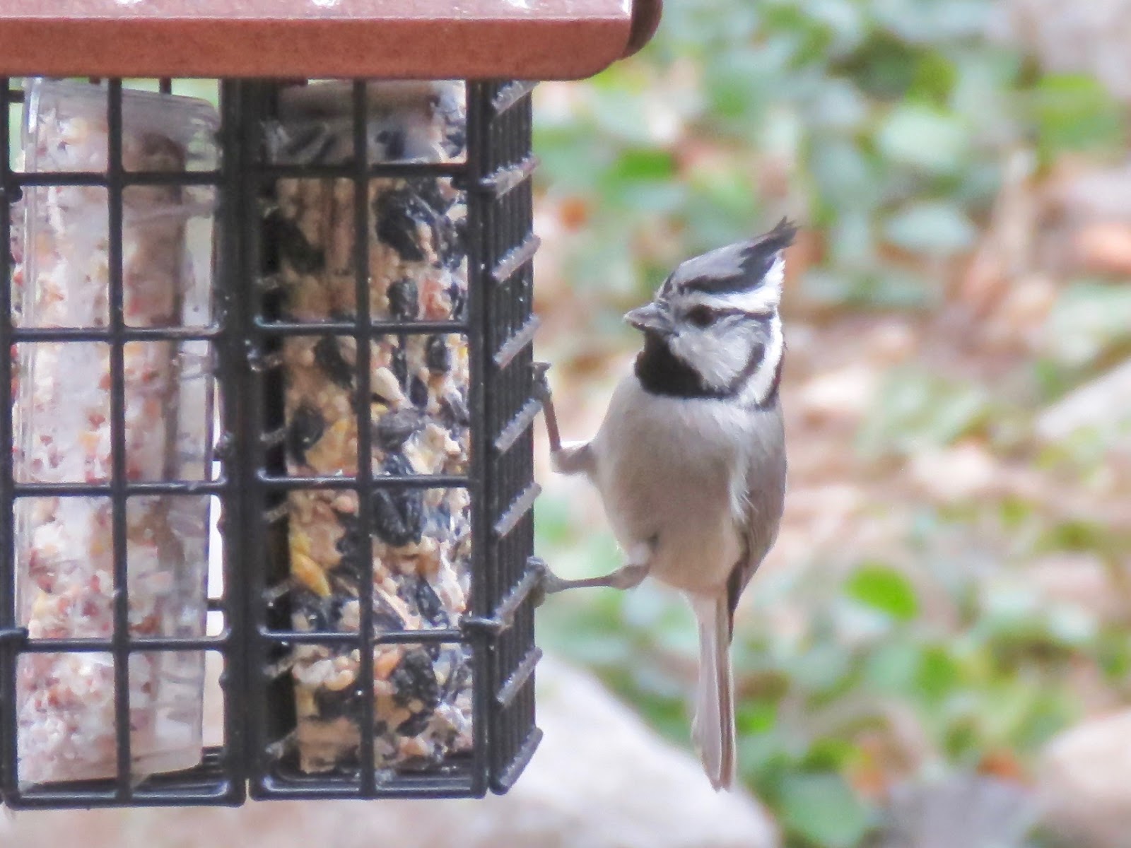 Babs Birding Experiences A Week Of Birding In And Around Arizona