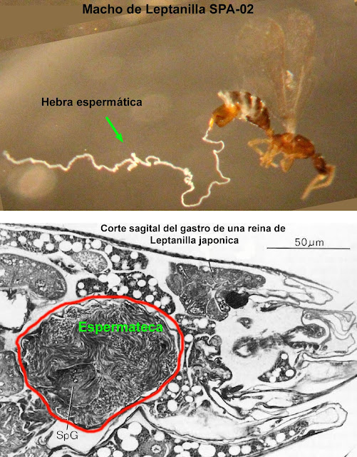 Resultado de imagen de espermateca hormigas
