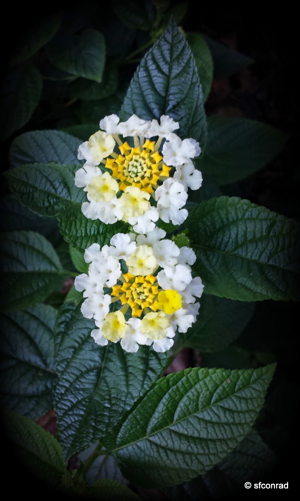 PUPPY PATHS RVing FullTime Greensboro Arboretum Flowers