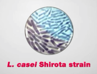 Bakteri L. casei Shirota strain