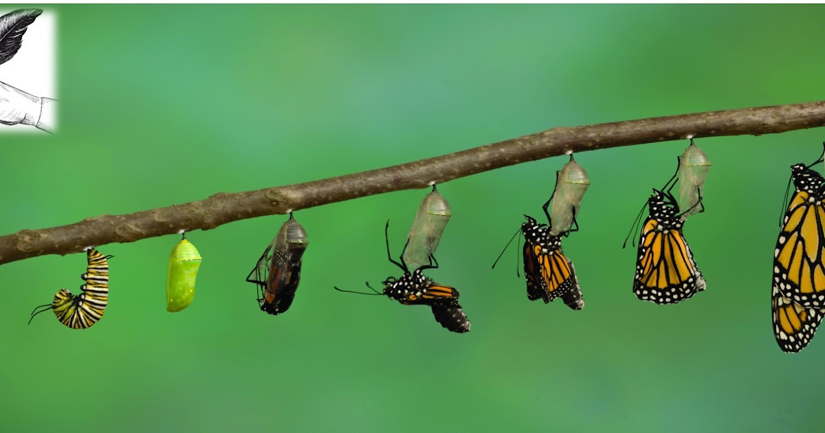 How does a Caterpillar Turn into a Butterfly?