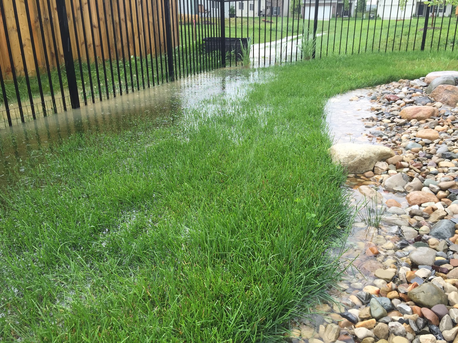 Flooded Backyard and Unhappy Plants [Backyard Neophyte Landscaping Blog]
