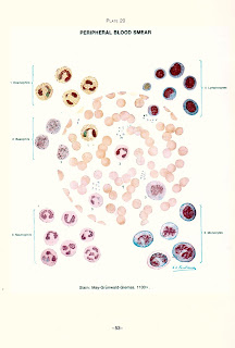 Gambar jaringan darah 