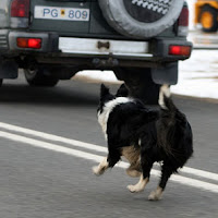 Dog chasing cars