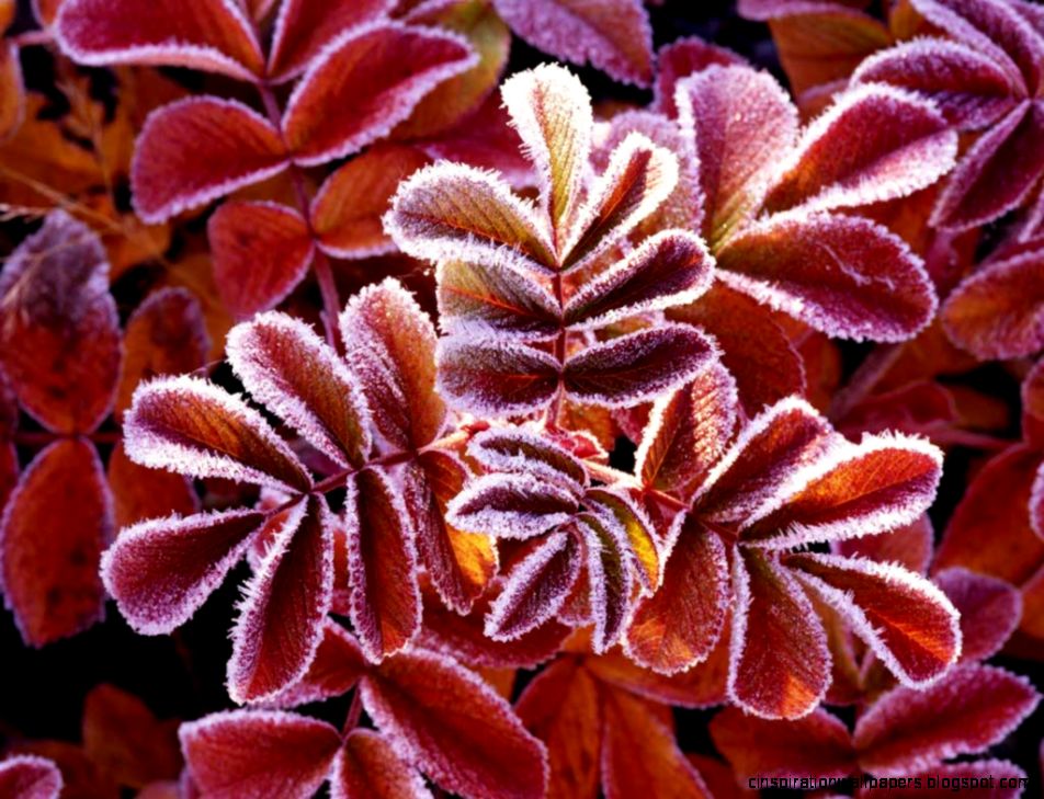 Winter leaves   Windows 7 Vista  XP Picks Wallpaper 27753853