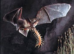 bats eating bat eat centipede animals fruit holding often flying thirsty bloofy monsters think
