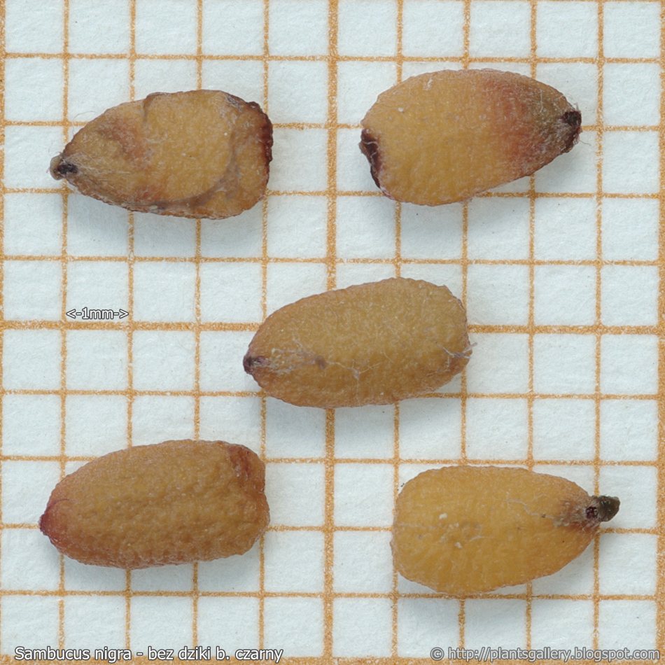 sambucus nigra seeds