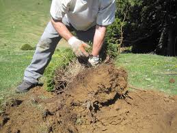 Cara Penggalian Tunggul Tanaman Bonsai Liar