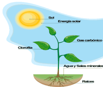 La fotosíntesis 4