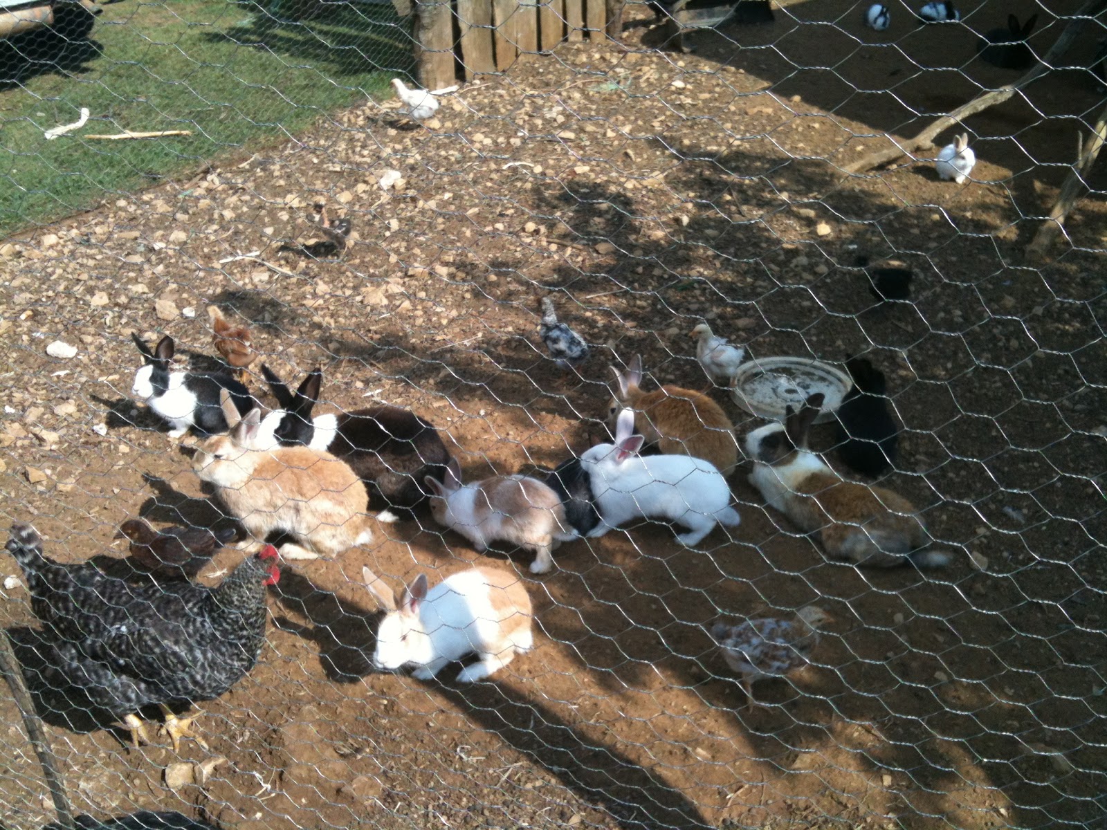 Germanic Chick Dishes April 2013