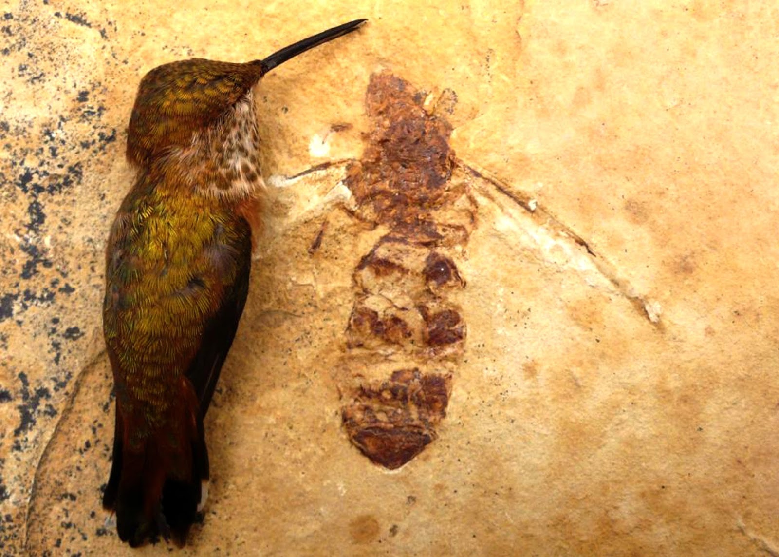 PANGEA Titanomyrma (Giant ant)