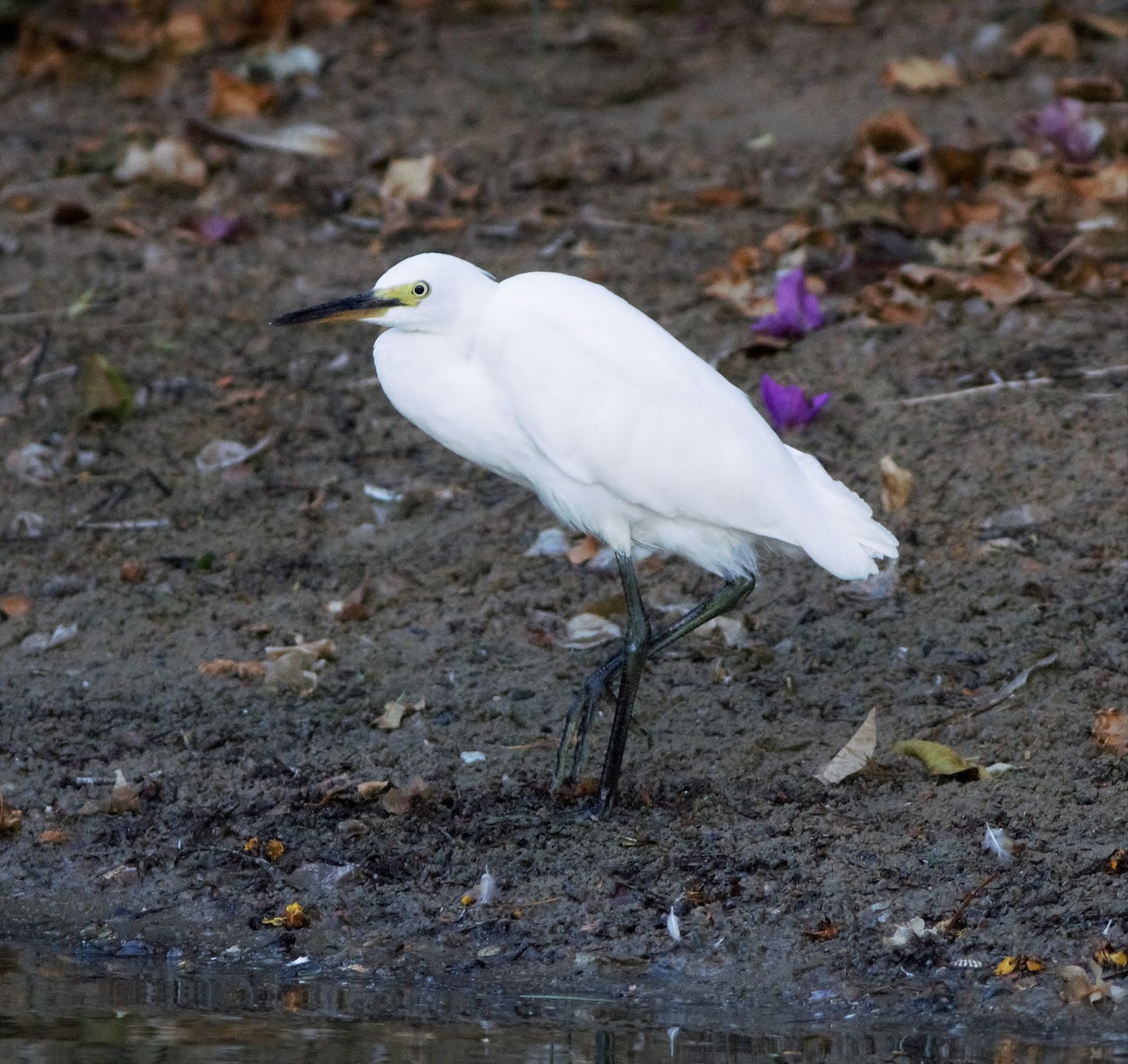 sunshinecoastbirds Hervey Bay & Boonooroo 2017