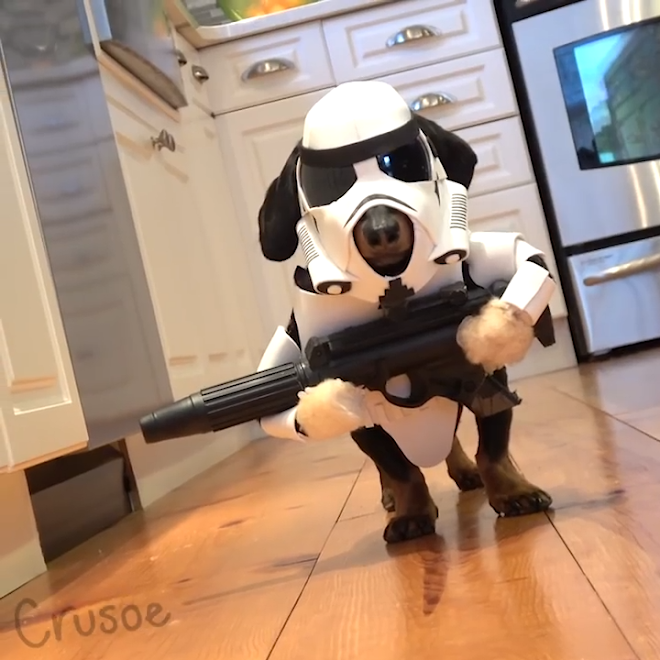 Star Wars WienerTrooper : 帝国の軍用犬のダックスフントルーパー ! !