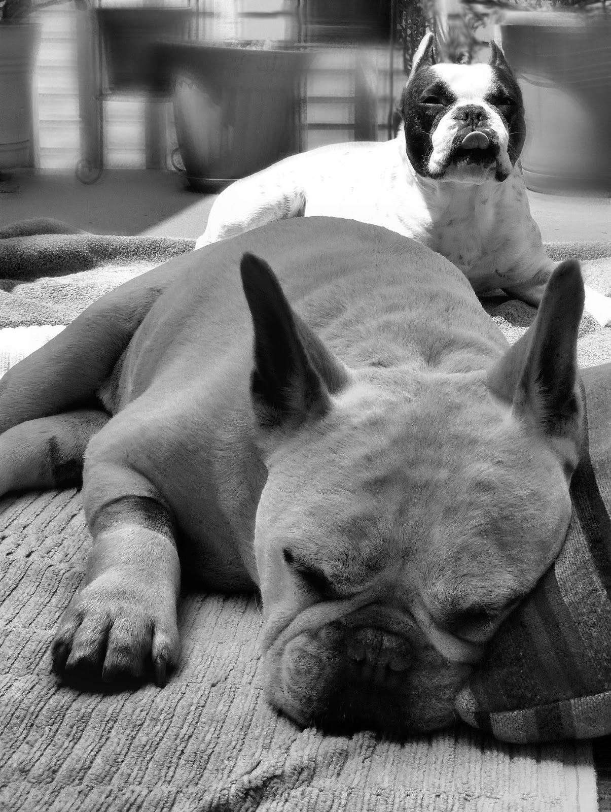 Two French Bulldogs: Black & White Sunday