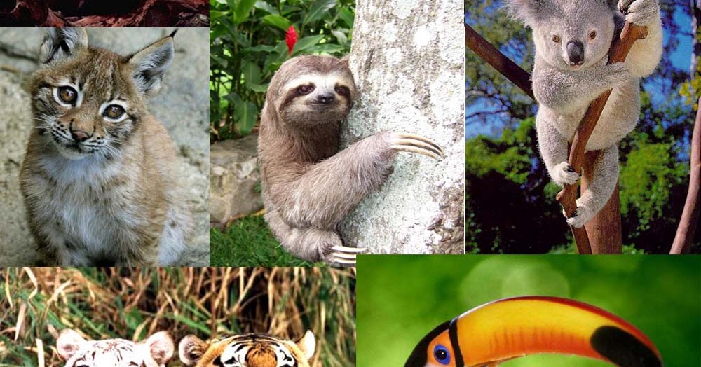 Animales en Peligro de Extinción ¿