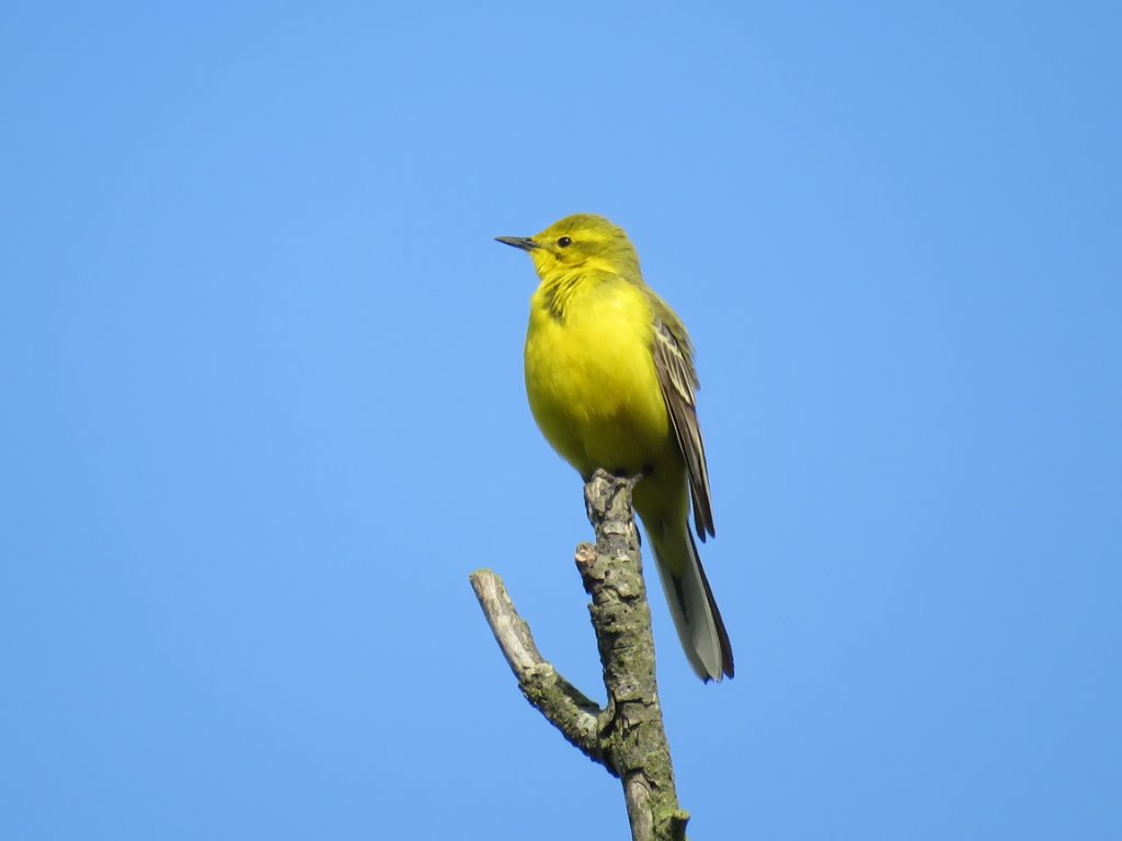 MERSEA WILDLIFE SOME LOCAL BIRDS