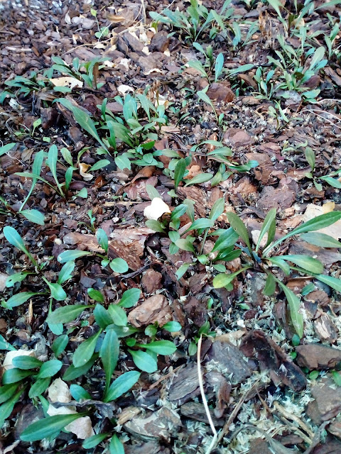 Centaurea (Centaurea dealbata Willd.).