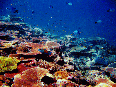 My Favorite Places in The World: Great Barrier(the World’s largest