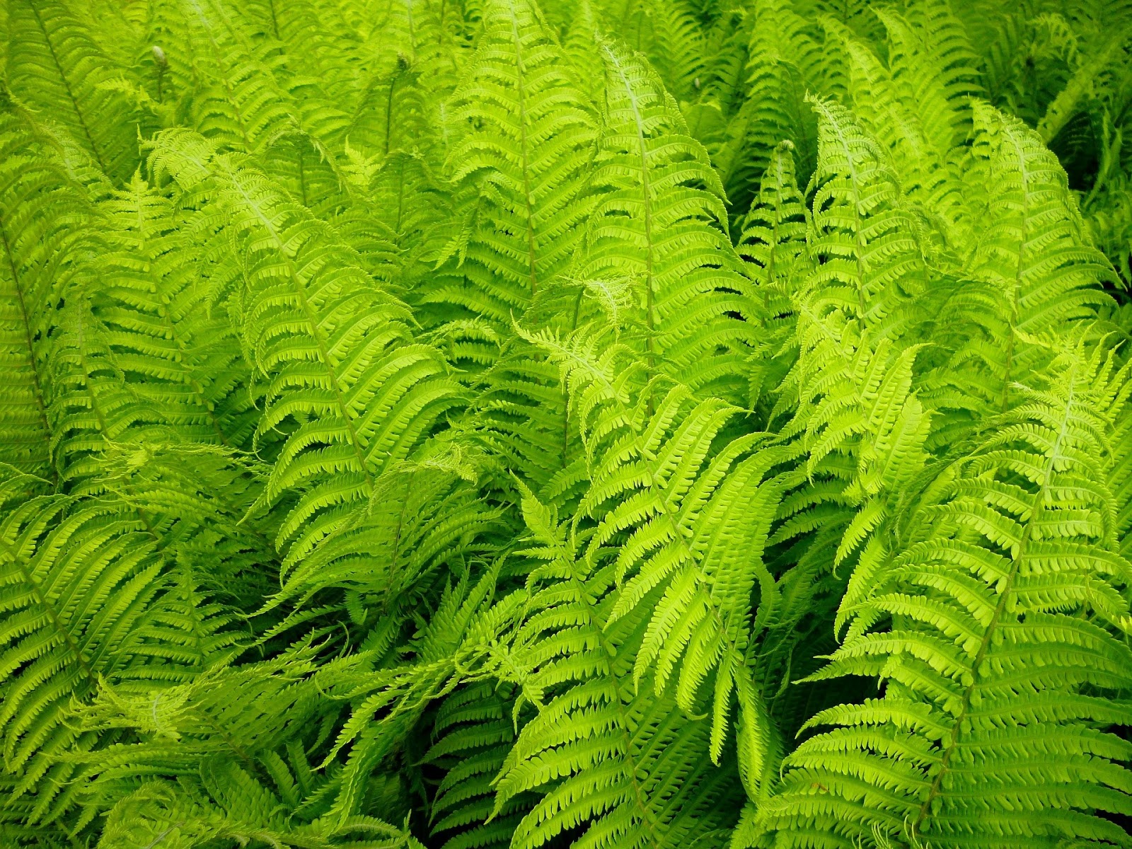 Picture of a Boston Fern