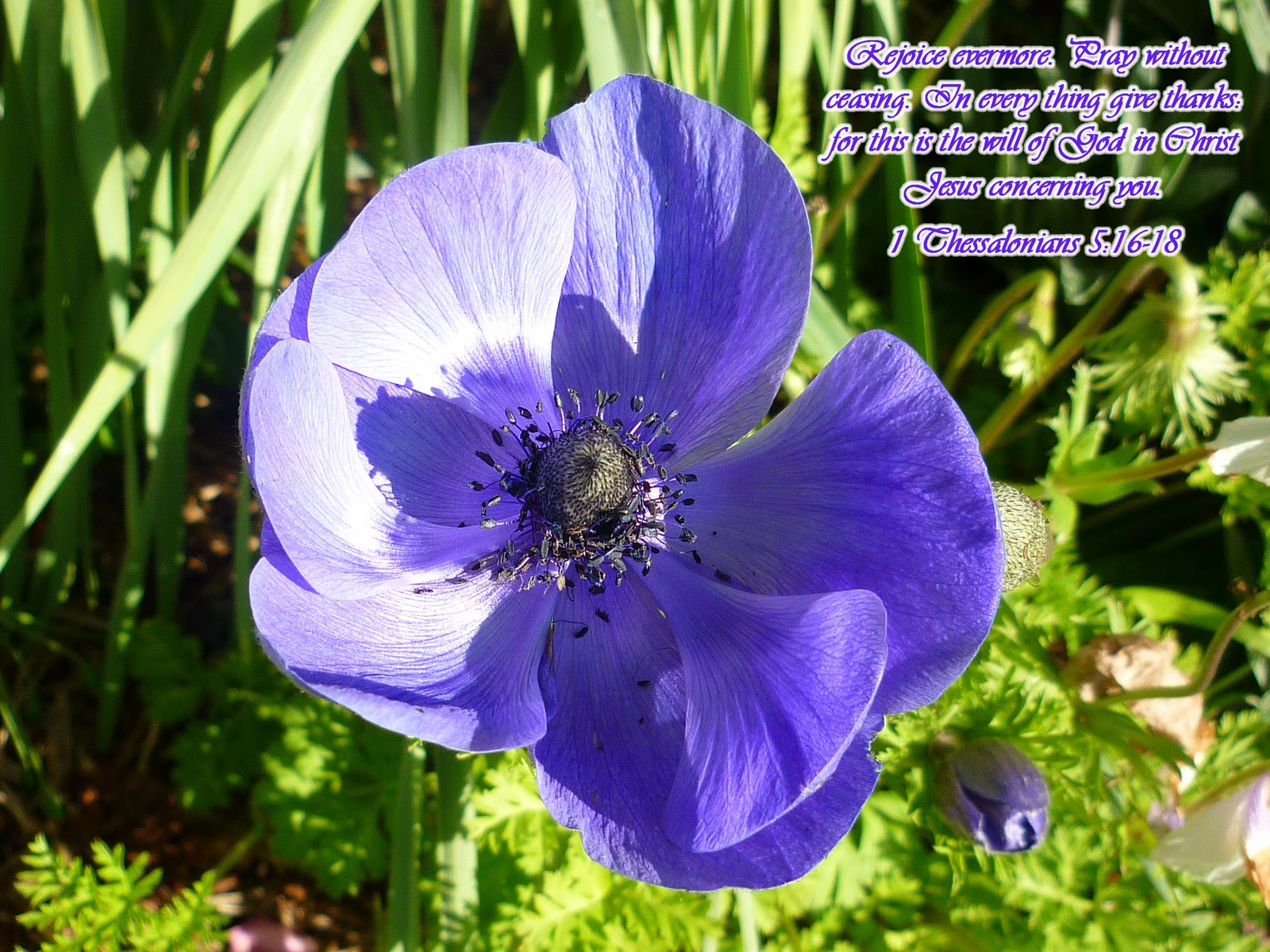 KJV Bible Wallpapers: 1 Thessalonians 5:16-18