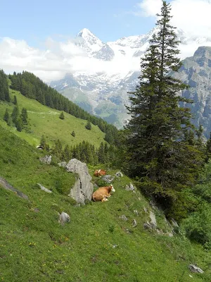 Cows on the North Face Trail Mürren