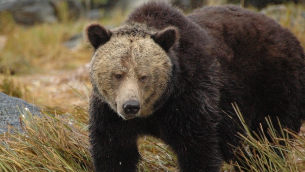 The center bear welcomes you and will welcome his way to ripping your limped wrist