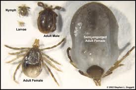 حشرة القراد - دليلك الزراعى مقالات زراعية ارشادية scabies mite diagram 