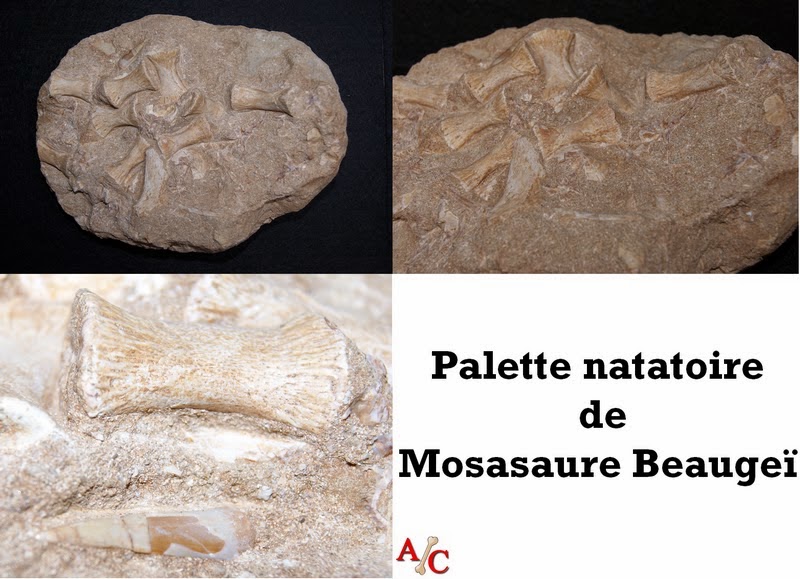 Dinos et fossiles Palette natatoire de Mosasaure Beaugeï