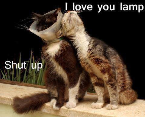 funny cats in love joke picture