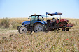 Garlic harvesting