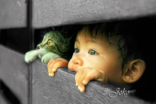 niño y su gato mirando detrás de una valla