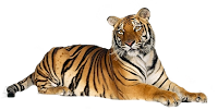 Tigre png