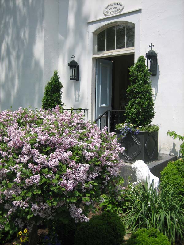 Matthews House and Garden: Lilac Standard