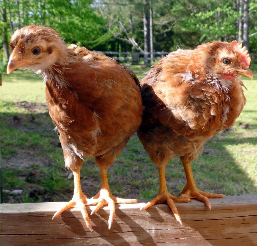 Cock A Doodle Roo 11 Ways To Sex Your Chicks Fresh Eggs Daily®