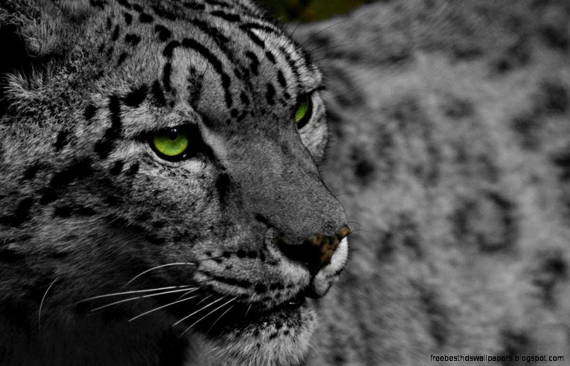 Cool Desktop Backgrounds Snow Leopard Animal