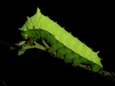 Rhodinia fugax caterpillar Rhodinia fugax caterpillar
