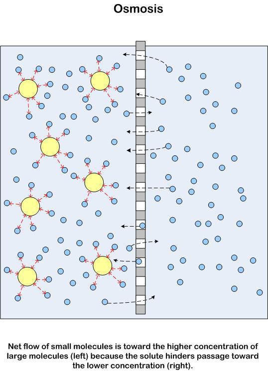 Osmosis Simple Definition / Opzioni binarie facilitated diffusion