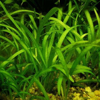 jual tanaman karpet foreground aquascape oktober 2017 jual tanaman karpet foreground aquascape oktober 2017