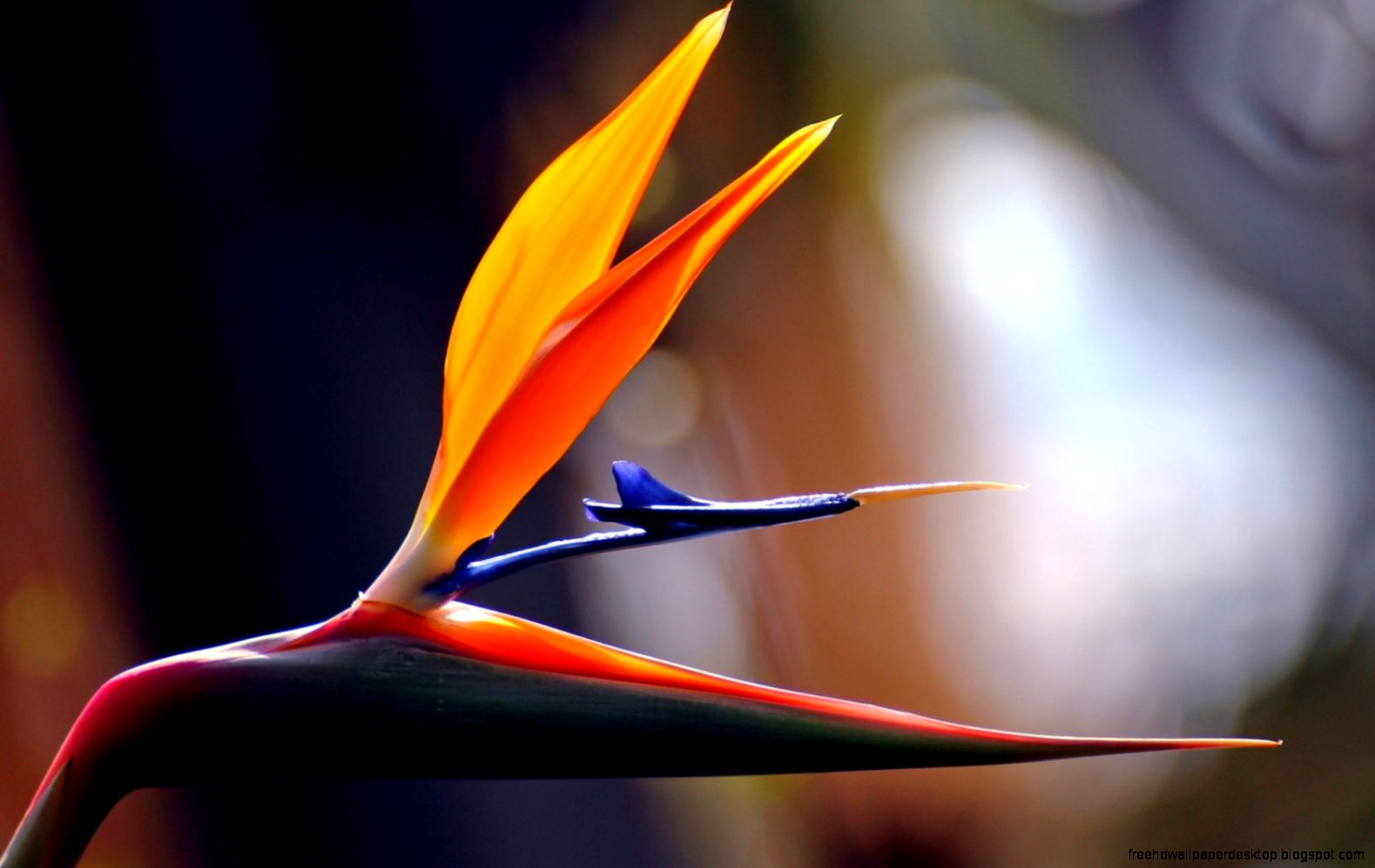 Bird Paradise Flower
