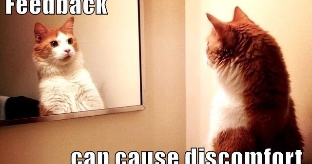 Growth Mindset & Feedback Cats: Feedback can cause discomfort.