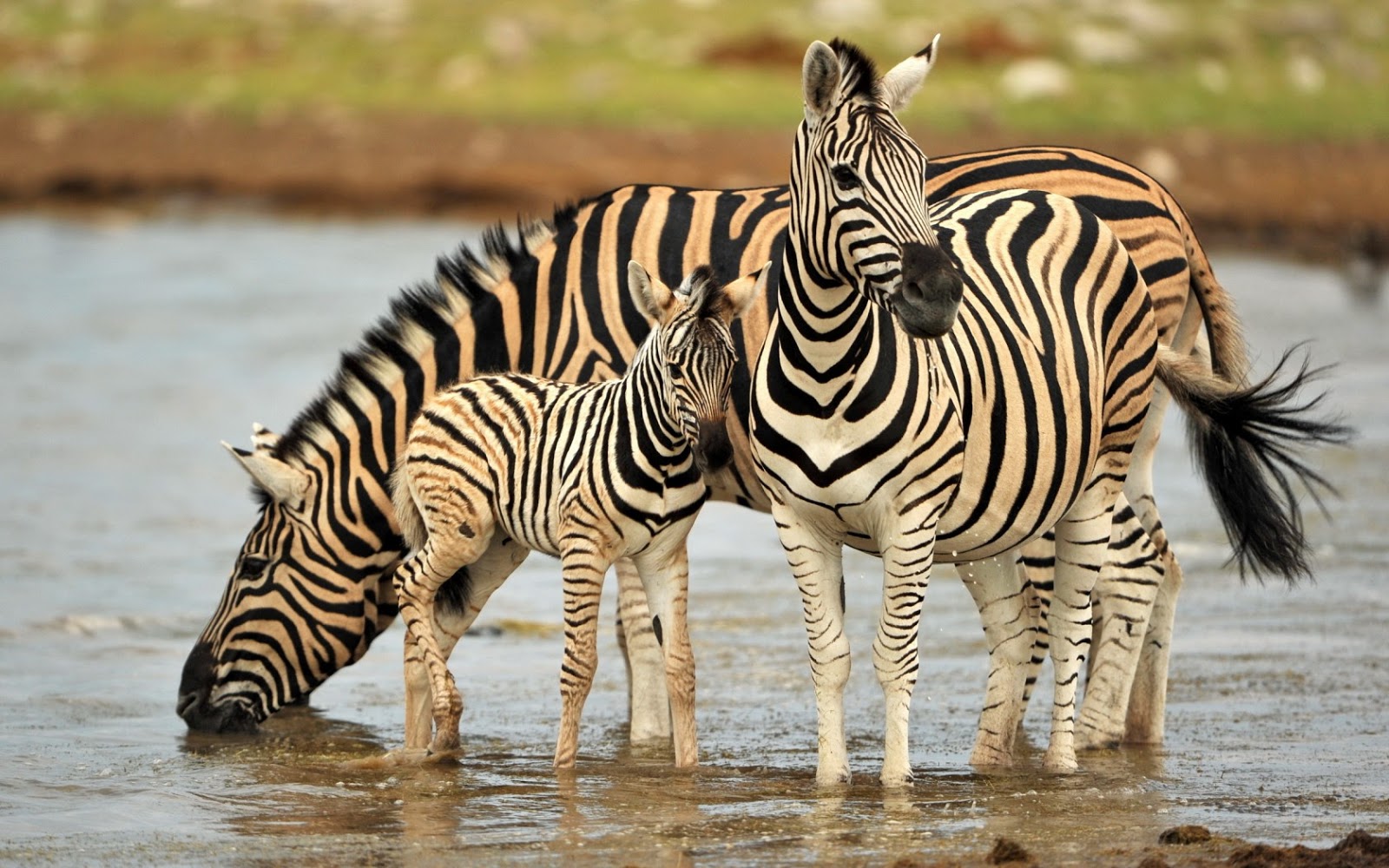 zebra wallpaper zebra wallpaper