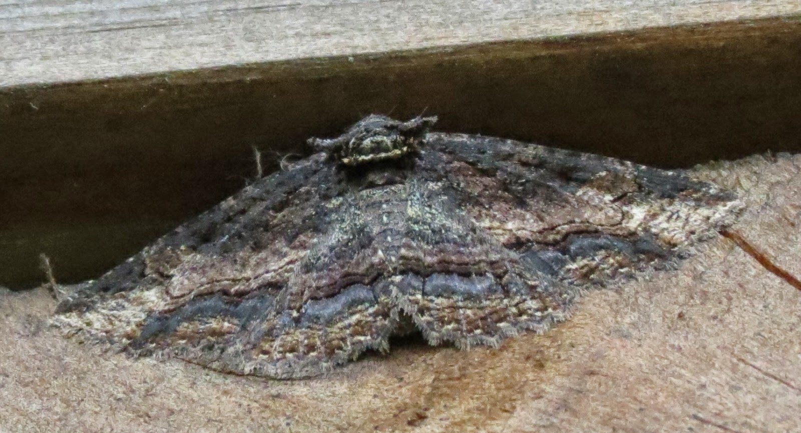 Backyard Birding....and Nature Amazing Insect Camouflage Moth Seeks