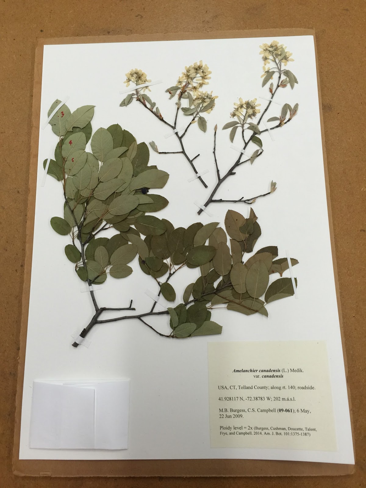 Orange Slices Mounting Specimens at the Yale Herbarium