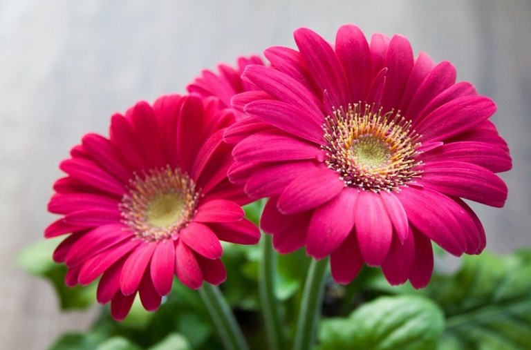 Fungsi Bunga, Bagian, dan Struktur Jaringan Penyusun Bunga