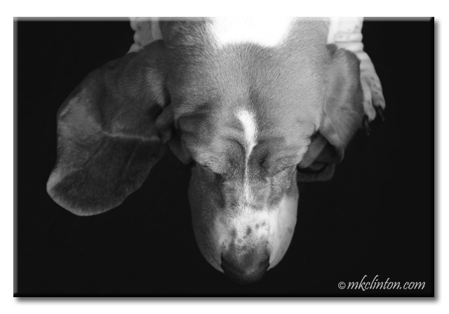 Overhead view of basset